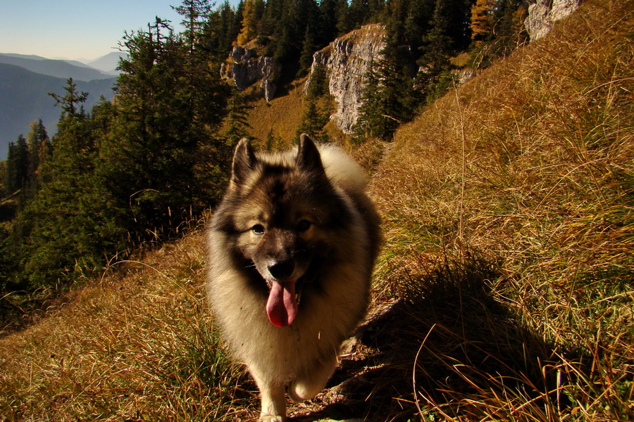 Krakova hoľa z ATC Bystrina (Nízke Tatry)