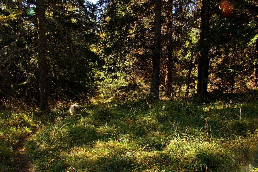 Krakova hoľa z ATC Bystrina (Nízke Tatry)