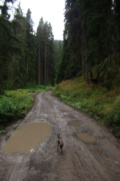 Martalúzka z Vikartoviec (Nízke Tatry)