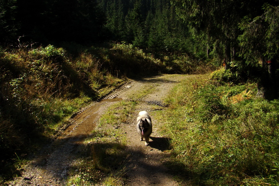 Martalúzka z Vikartoviec (Nízke Tatry)