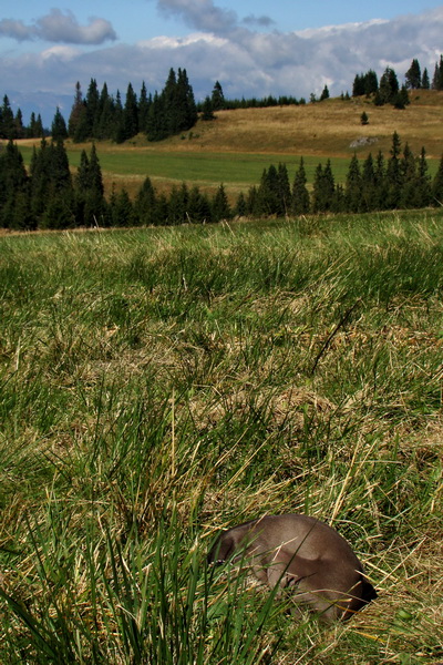 Martalúzka z Vikartoviec (Nízke Tatry)