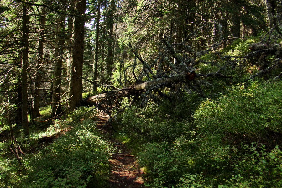 Martalúzka z Vikartoviec (Nízke Tatry)