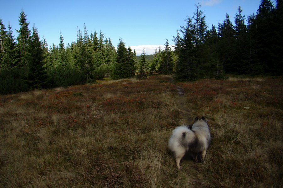 Martalúzka z Vikartoviec (Nízke Tatry)