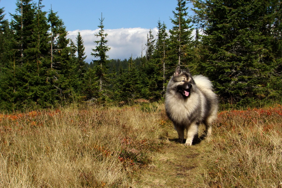 Martalúzka z Vikartoviec (Nízke Tatry)