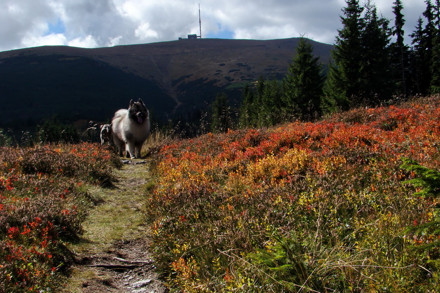 Martalúzka z Vikartoviec (Nízke Tatry)