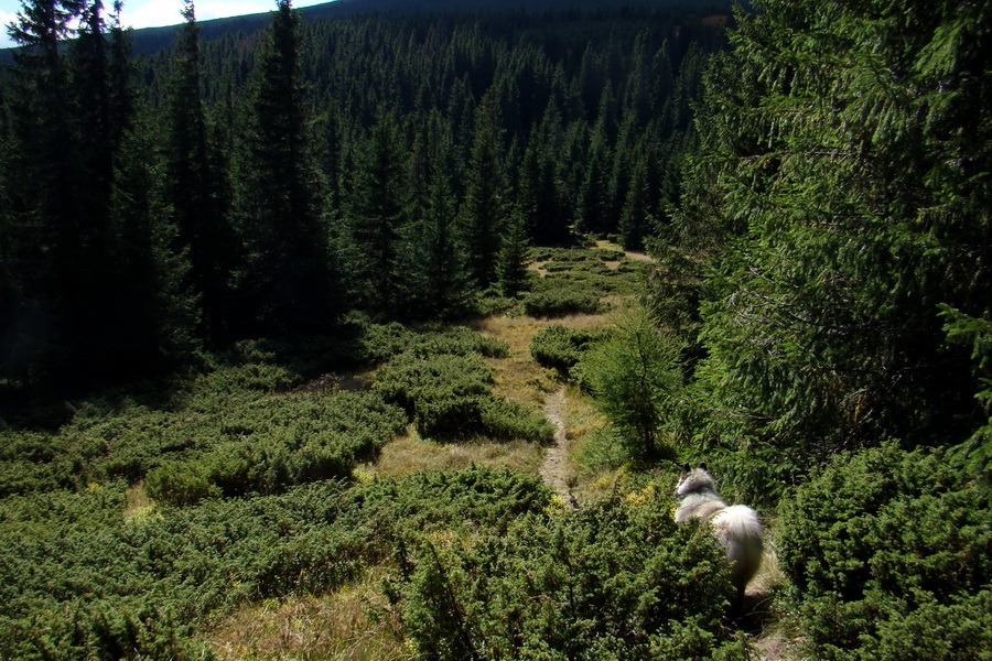 Martalúzka z Vikartoviec (Nízke Tatry)