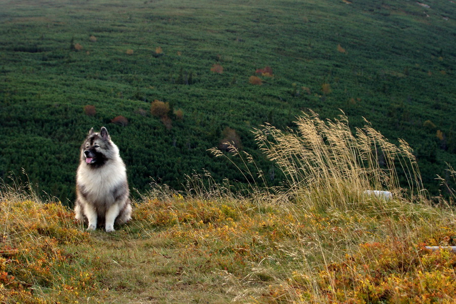 Martalúzka z Vikartoviec (Nízke Tatry)