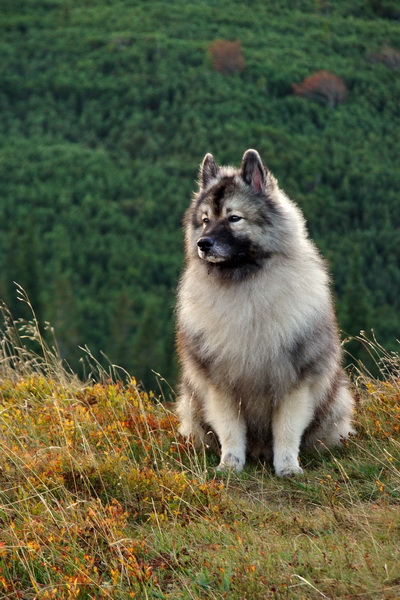 Martalúzka z Vikartoviec (Nízke Tatry)