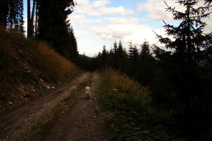 Martalúzka z Vikartoviec (Nízke Tatry)