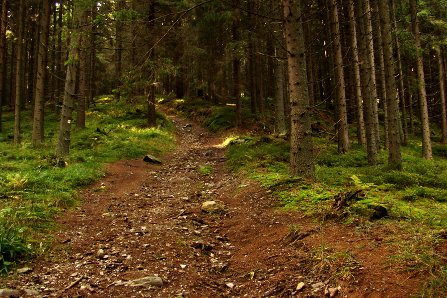 Martalúzka z Vikartoviec (Nízke Tatry)