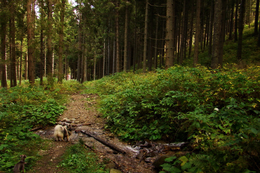 Martalúzka z Vikartoviec (Nízke Tatry)