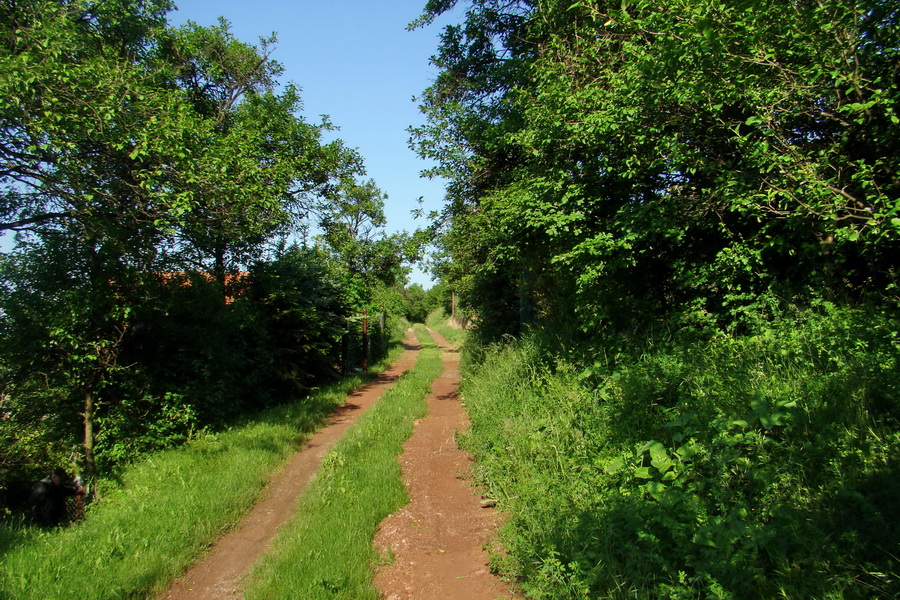 Mútna studňa (Slovenský kras)