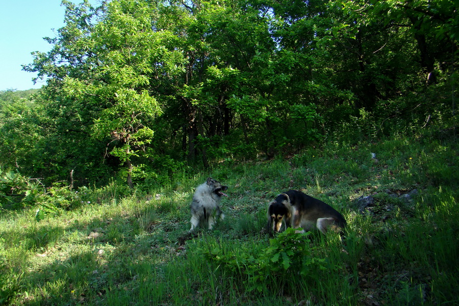 Mútna studňa (Slovenský kras)