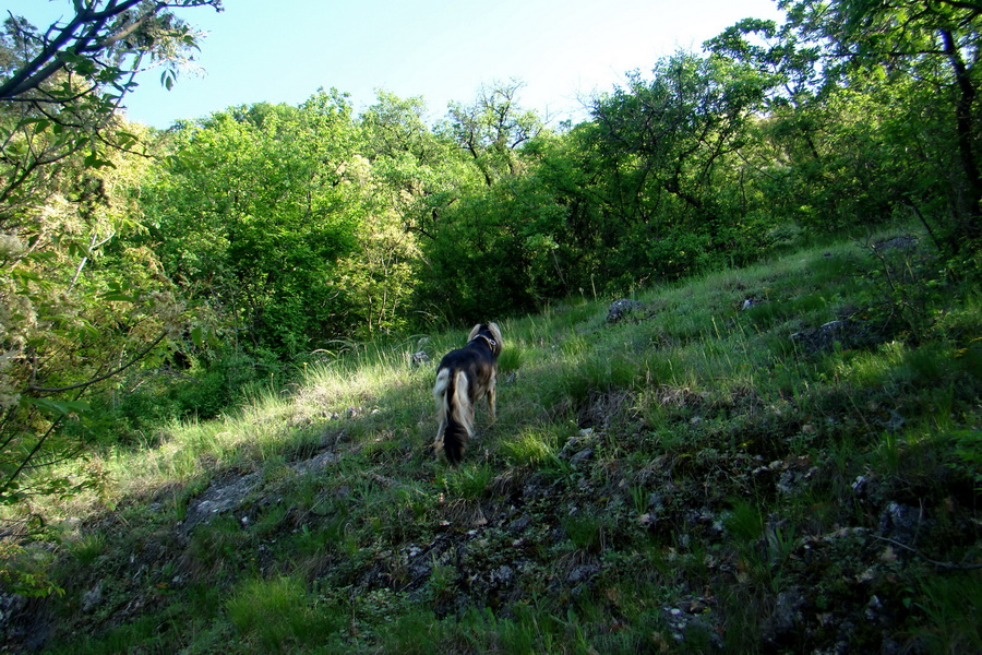 Mútna studňa (Slovenský kras)