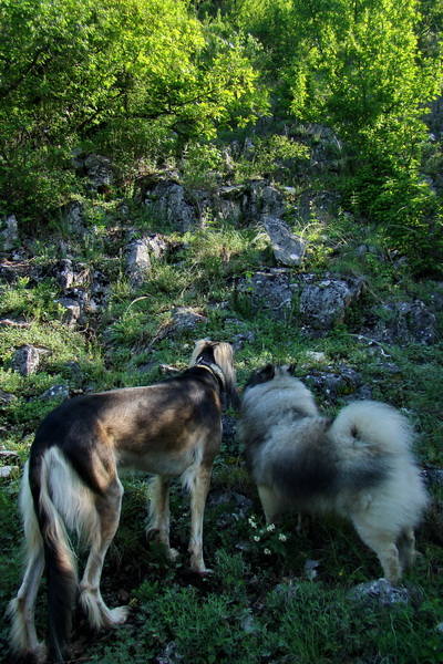 Mútna studňa (Slovenský kras)