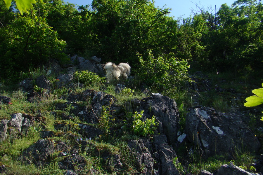 Mútna studňa (Slovenský kras)