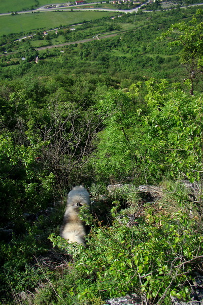 Mútna studňa (Slovenský kras)