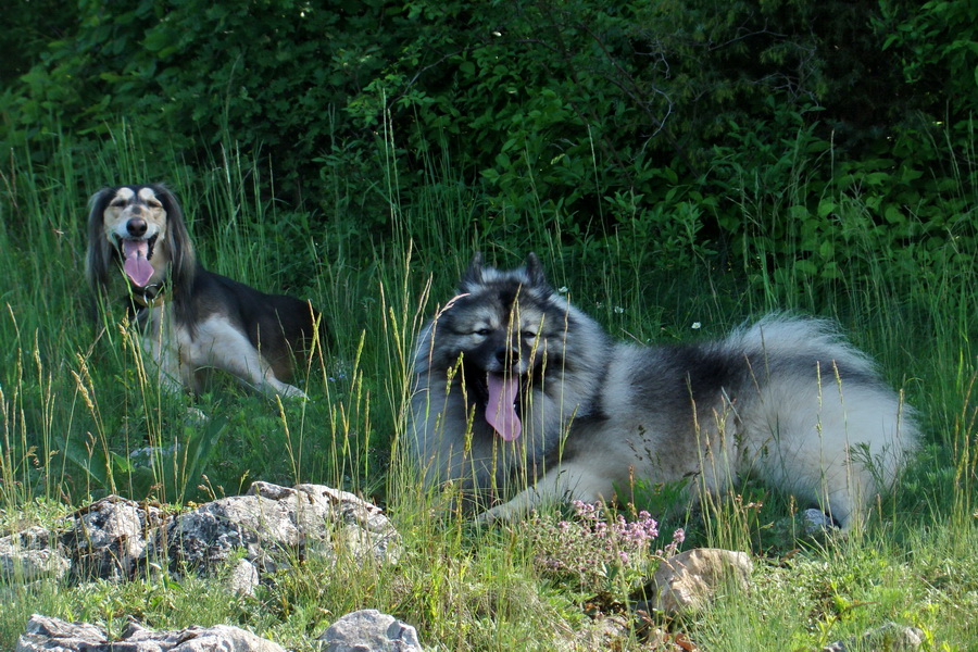 Mútna studňa (Slovenský kras)