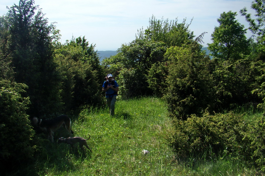 Mútna studňa (Slovenský kras)