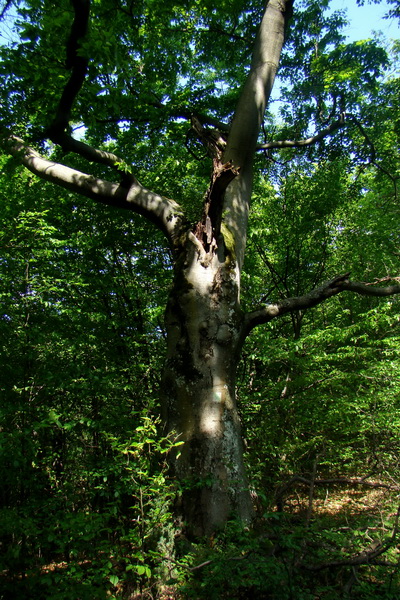 Mútna studňa (Slovenský kras)