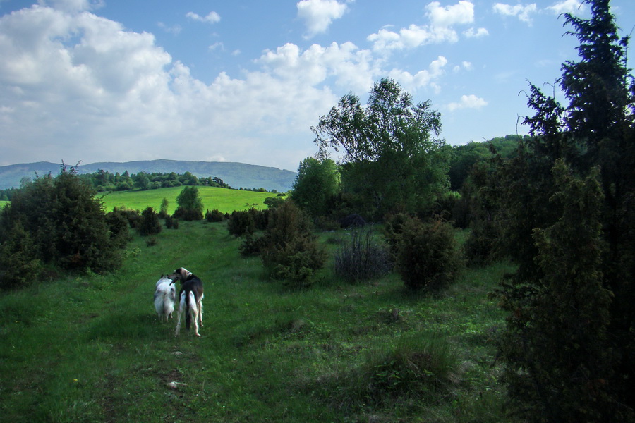 Mútna studňa (Slovenský kras)