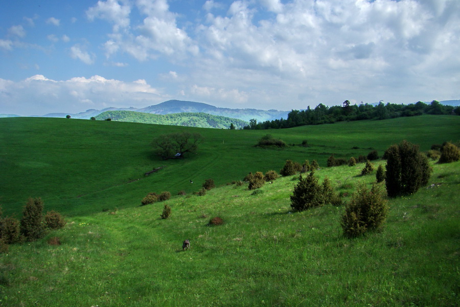 Mútna studňa (Slovenský kras)