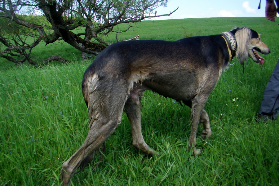 Mútna studňa (Slovenský kras)