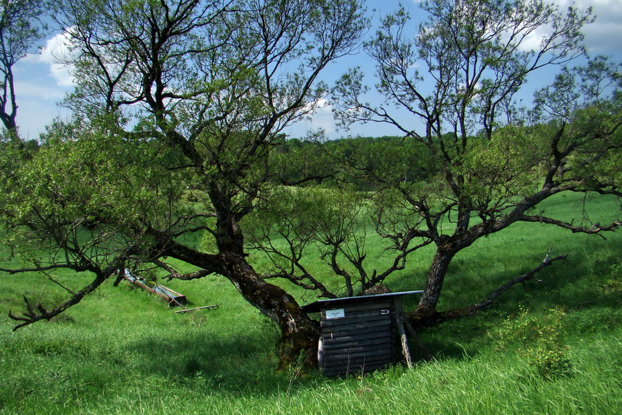 Mútna studňa (Slovenský kras)