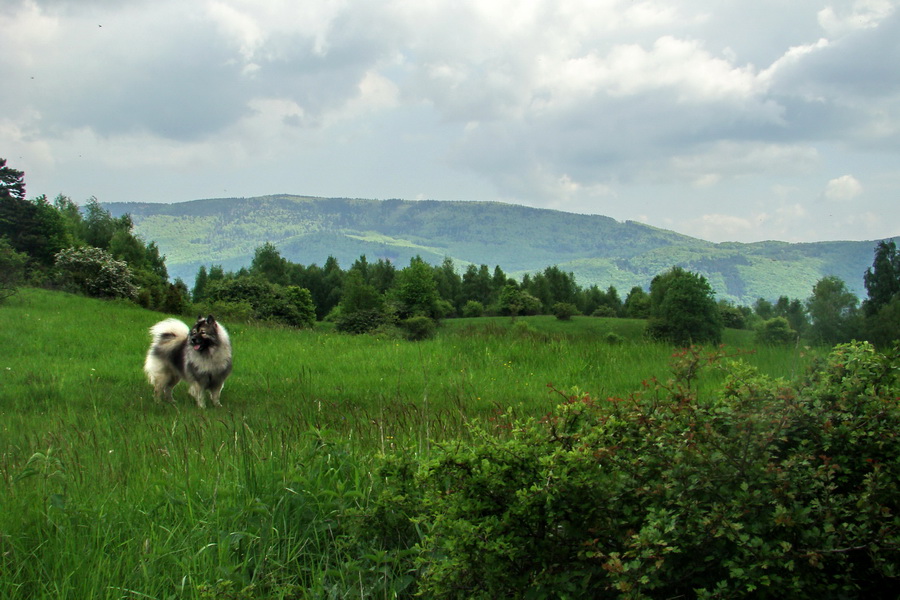 Mútna studňa (Slovenský kras)