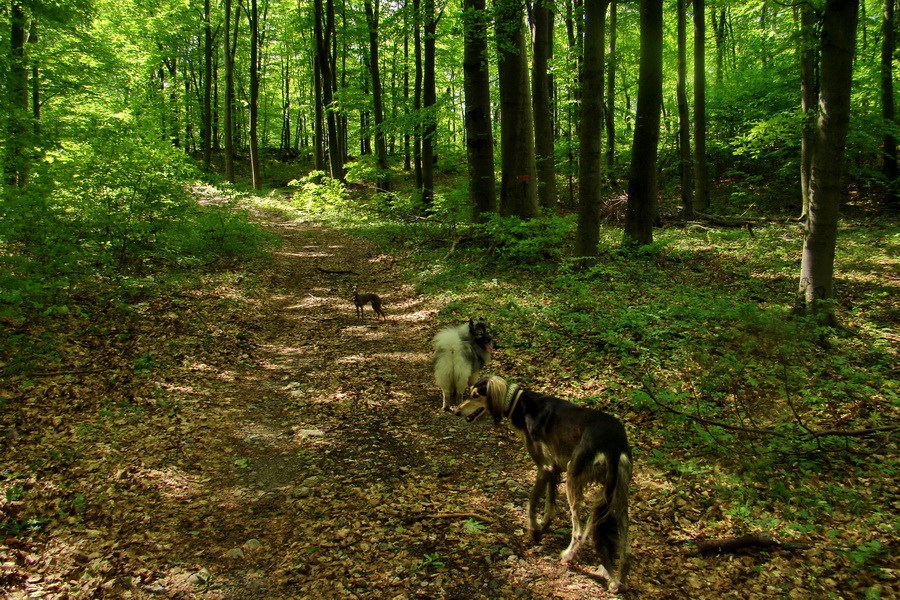 Mútna studňa (Slovenský kras)