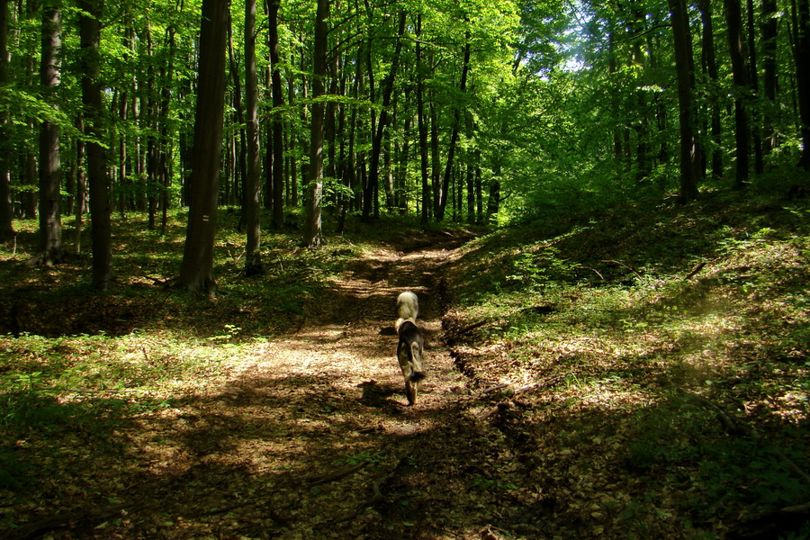 Mútna studňa (Slovenský kras)