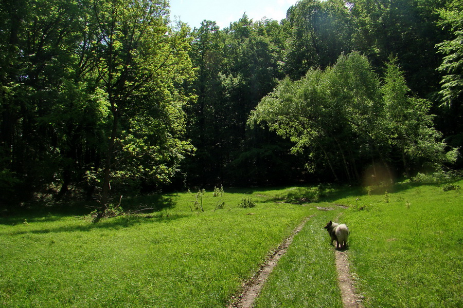 Mútna studňa (Slovenský kras)