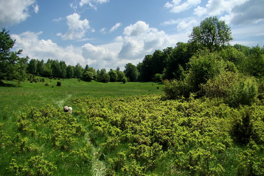 Mútna studňa (Slovenský kras)