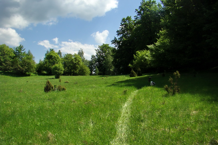 Mútna studňa (Slovenský kras)