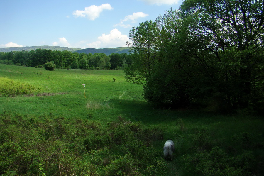 Mútna studňa (Slovenský kras)