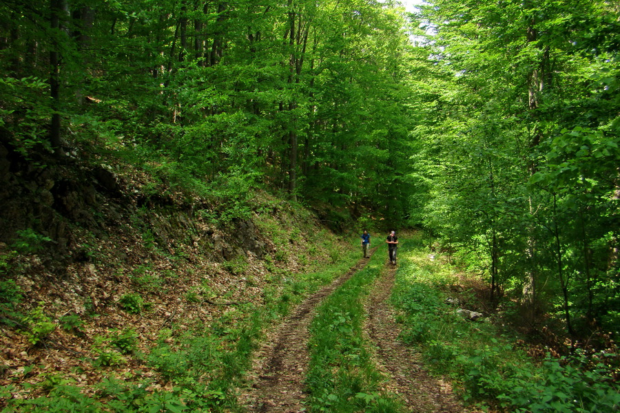 Mútna studňa (Slovenský kras)