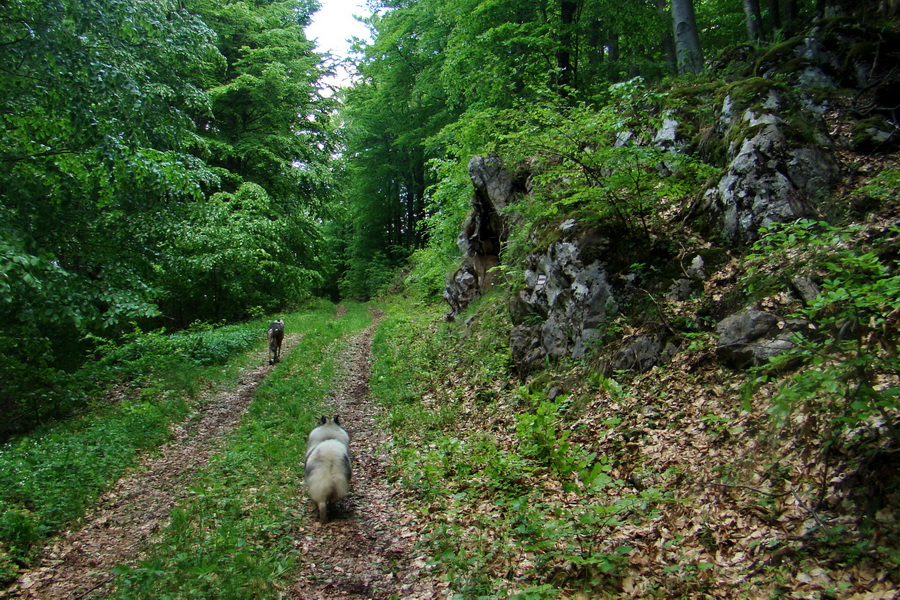 Mútna studňa (Slovenský kras)