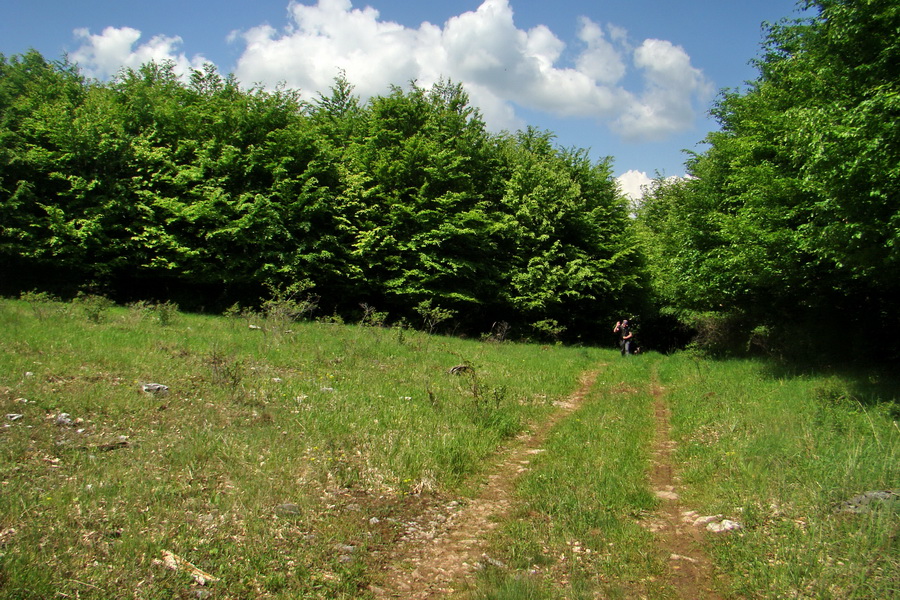 Mútna studňa (Slovenský kras)