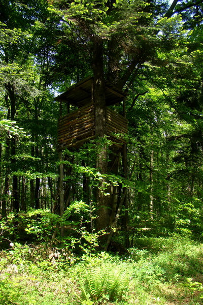 Mútna studňa (Slovenský kras)