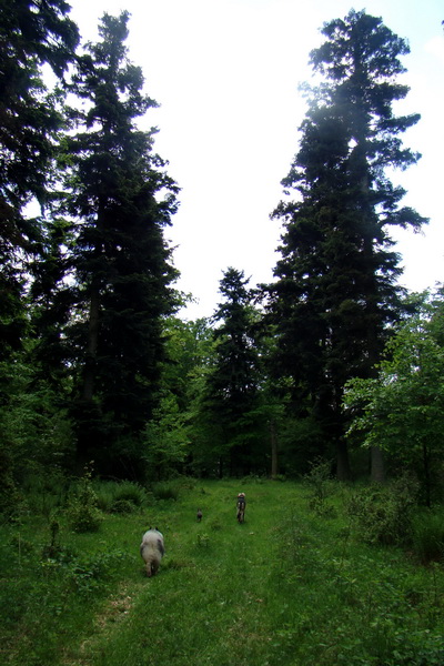 Mútna studňa (Slovenský kras)