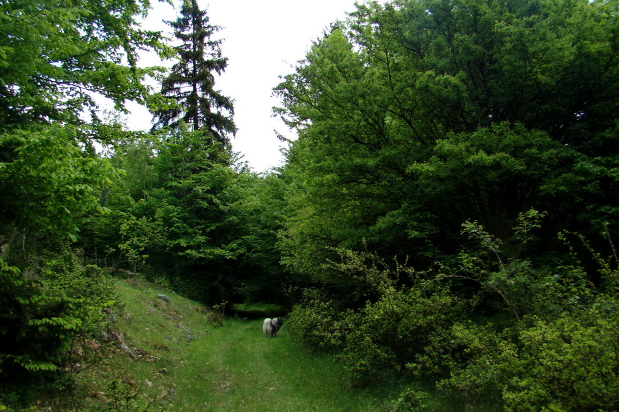 Mútna studňa (Slovenský kras)