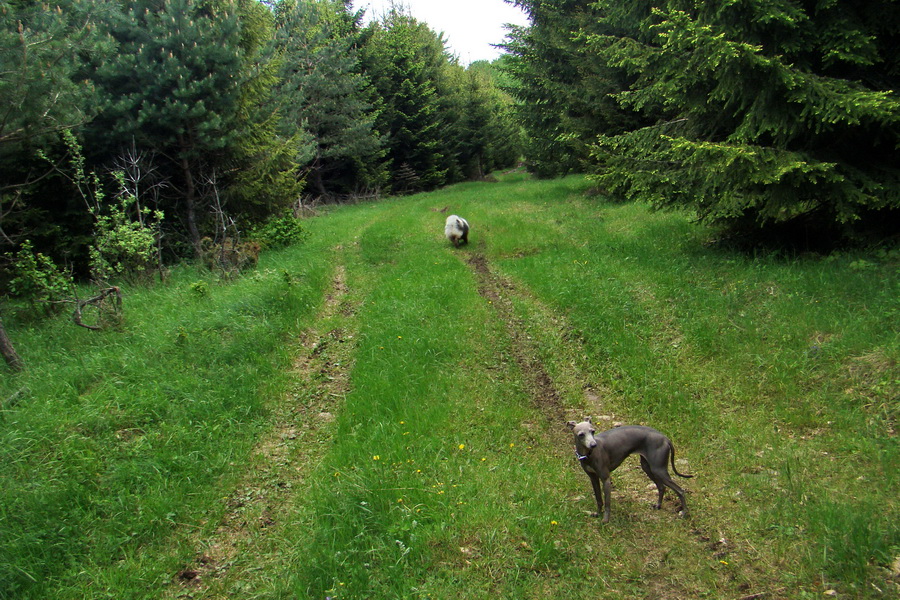 Mútna studňa (Slovenský kras)