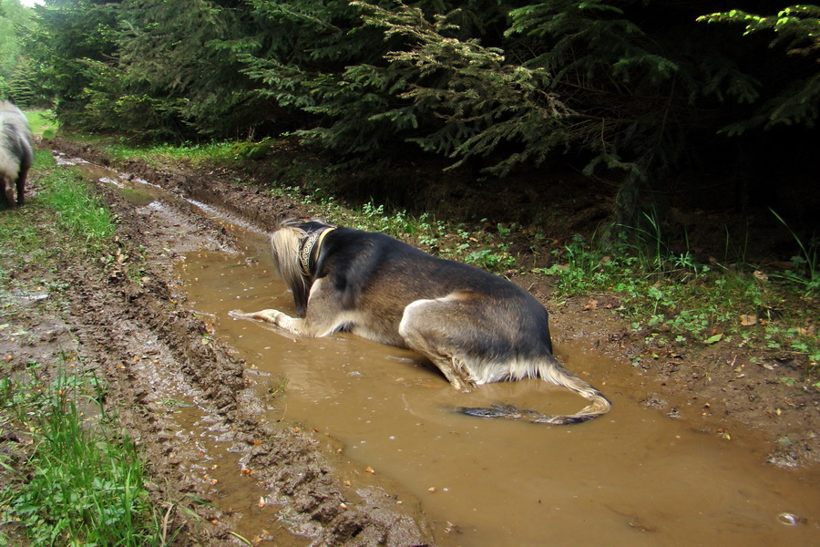 Mútna studňa (Slovenský kras)