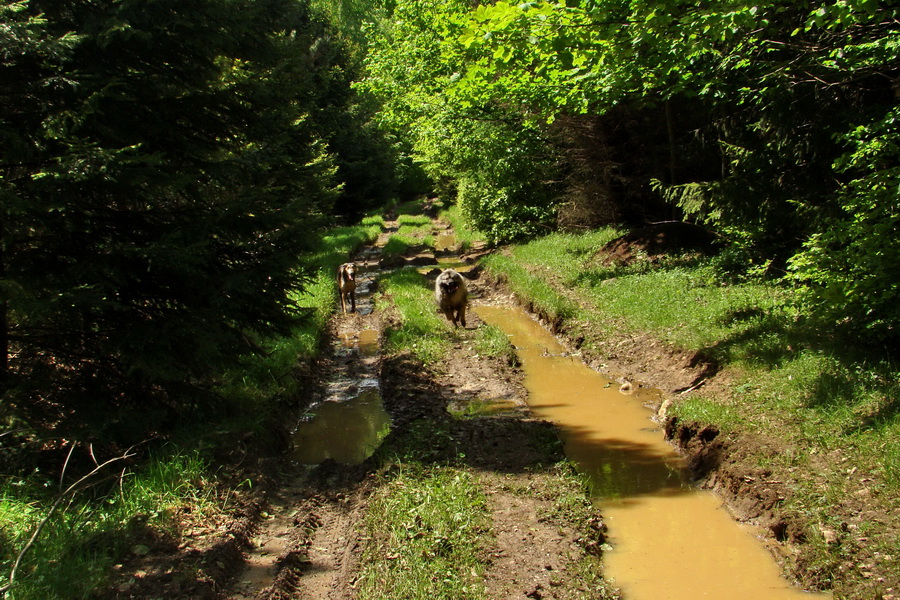 Mútna studňa (Slovenský kras)