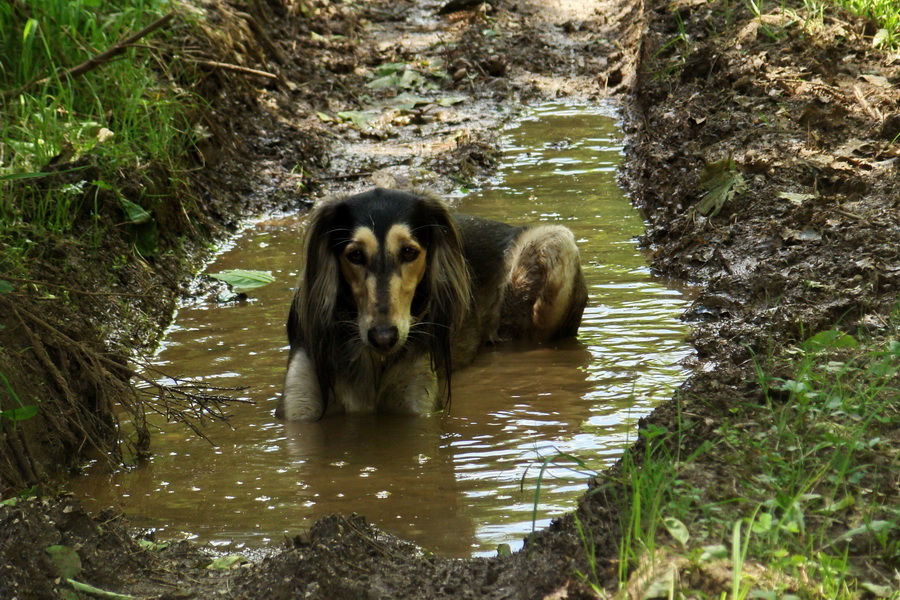 Mútna studňa (Slovenský kras)