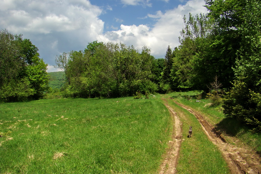 Mútna studňa (Slovenský kras)