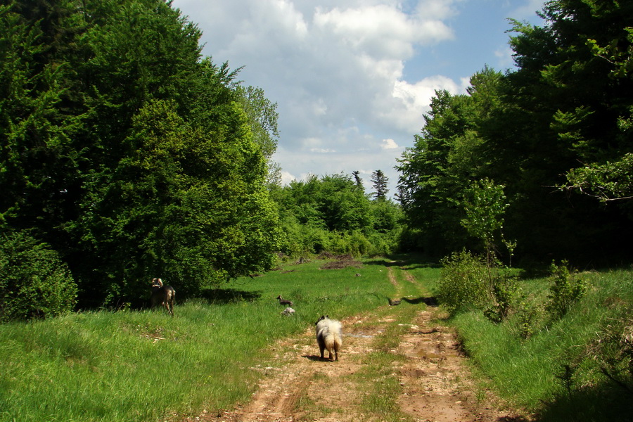 Mútna studňa (Slovenský kras)