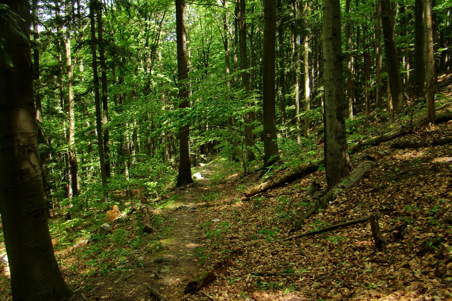 Mútna studňa (Slovenský kras)