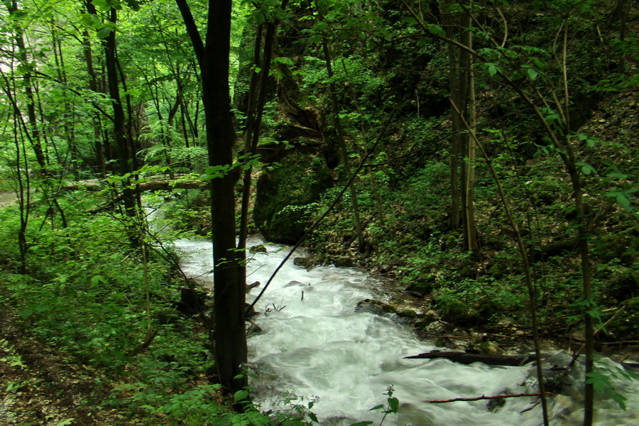 Mútna studňa (Slovenský kras)