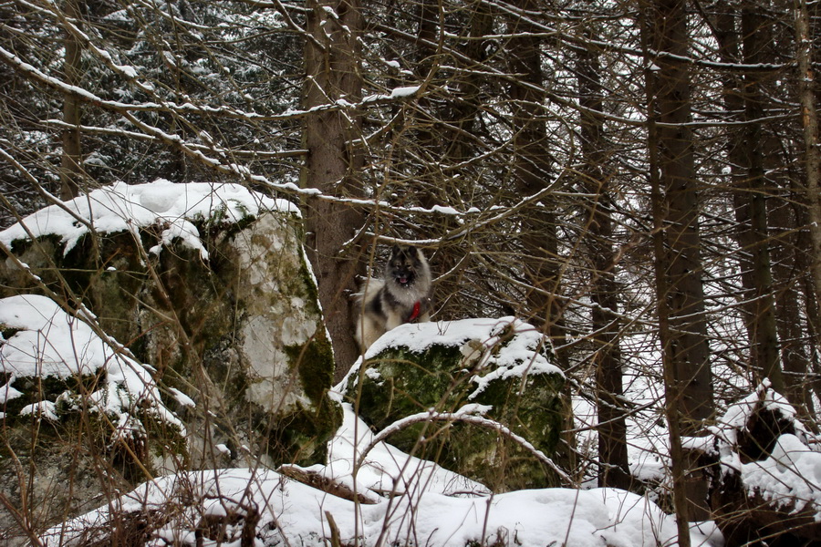 Pod Hanesovou II. (Slovenský raj)